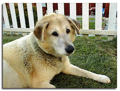 Dixie 03/11/01