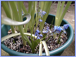 Siberian squill.